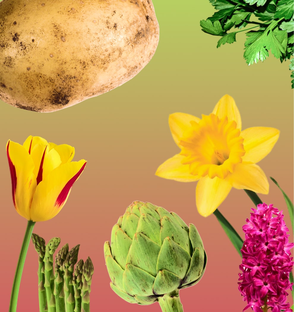 Collage d'images de végétaux du printemps
